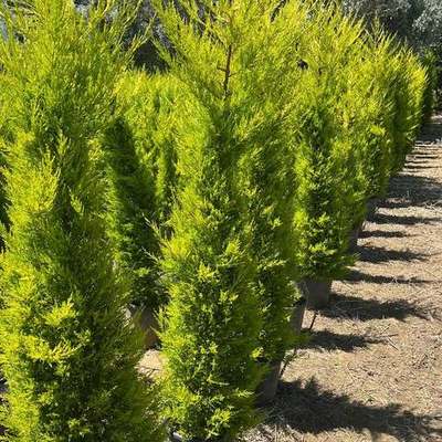 Lemon Cypress 'Goldcrest' 6