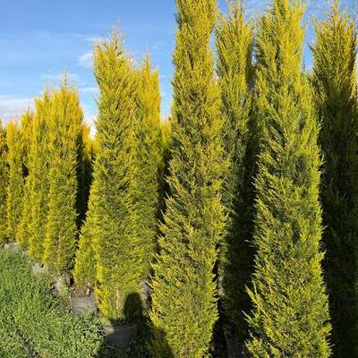 Lemon Cypress 'Goldcrest' 7