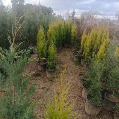 Lemon Cypress 'Goldcrest' 8