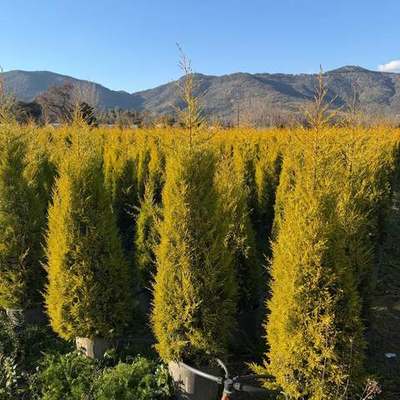 Lemon Cypress 'Goldcrest' 9