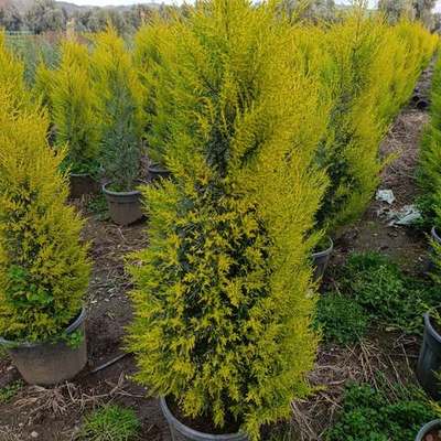 Lemon Cypress 'Goldcrest' 10