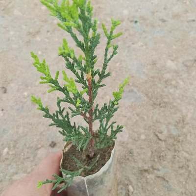 Lemon Cypress 'Goldcrest' 11