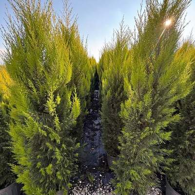 Lemon Cypress 'Goldcrest' 12