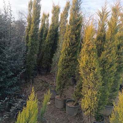 Lemon Cypress 'Goldcrest' 13