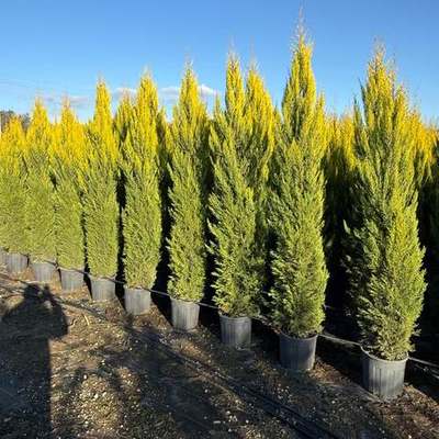 Lemon Cypress 'Goldcrest' 14