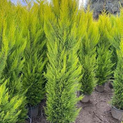 Lemon Cypress 'Goldcrest' 15