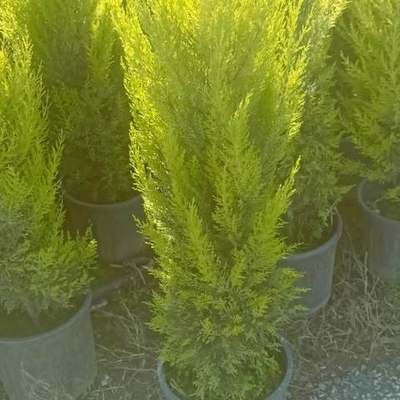 Lemon Cypress 'Goldcrest' 16