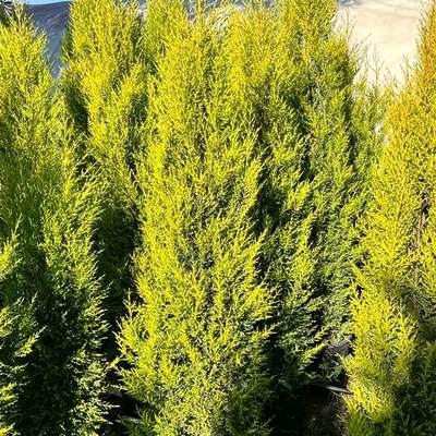 Lemon Cypress 'Goldcrest' 17