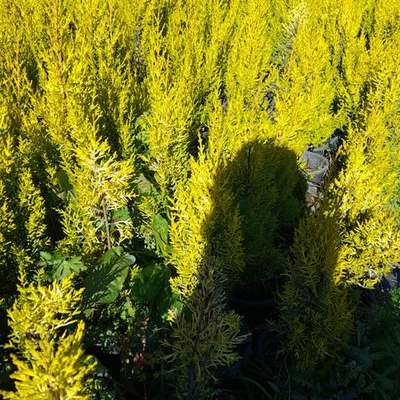 Lemon Cypress 'Goldcrest' 18