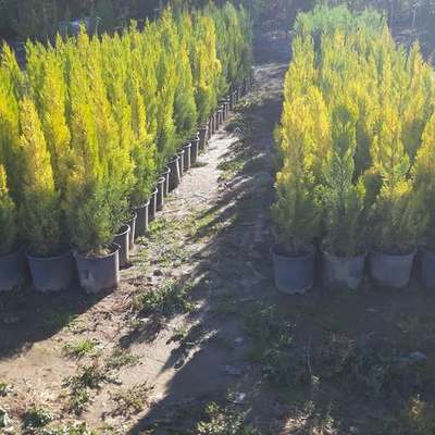 Lemon Cypress 'Goldcrest' 19