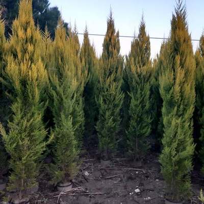 Lemon Cypress 'Goldcrest' 20