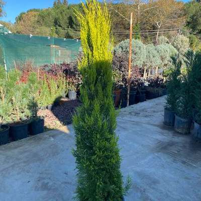 Lemon Cypress 'Goldcrest' 21