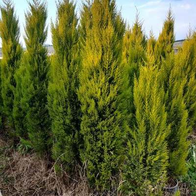 Lemon Cypress 'Goldcrest' 22