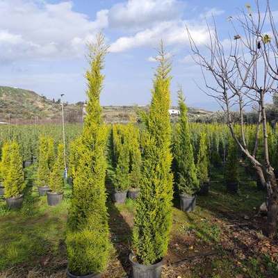 Lemon Cypress 'Goldcrest' 23
