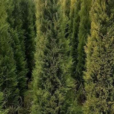 Lemon Cypress 'Goldcrest' 24