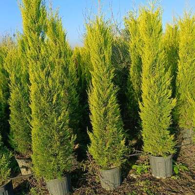 Lemon Cypress 'Goldcrest' 25