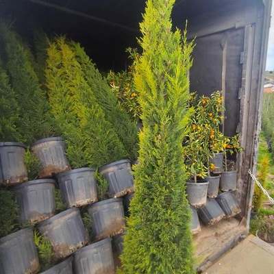 Lemon Cypress 'Goldcrest' 26