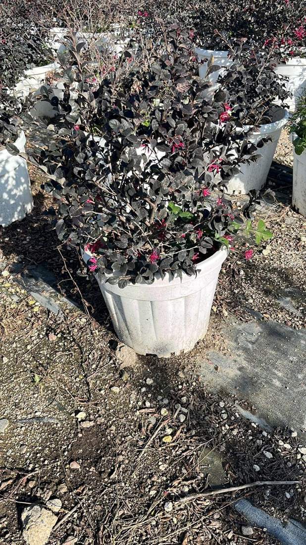 Riemenblüte (Loropetalum) (Loropetalum chinense)