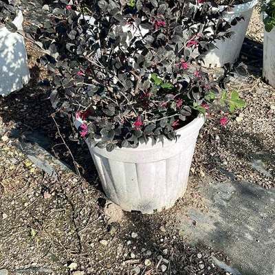 Chinese Fringe Flower (Loropetalum) (Loropetalum chinense)