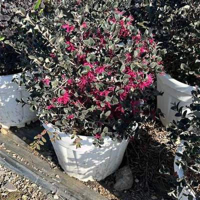 Riemenblüte (Loropetalum) 5