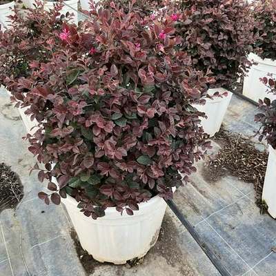 Riemenblüte (Loropetalum) 7