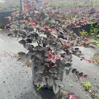 Riemenblüte (Loropetalum) 8
