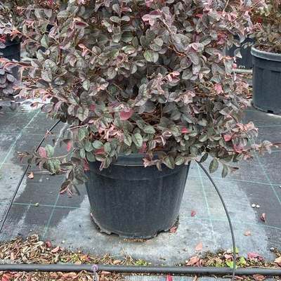 Riemenblüte (Loropetalum) 9