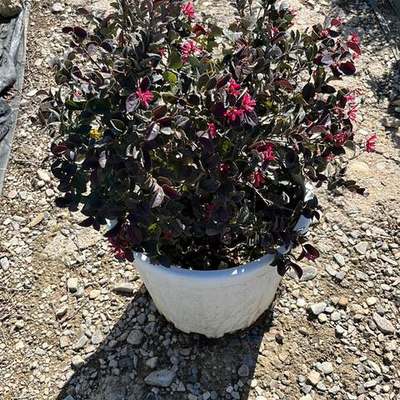 Riemenblüte (Loropetalum) 11