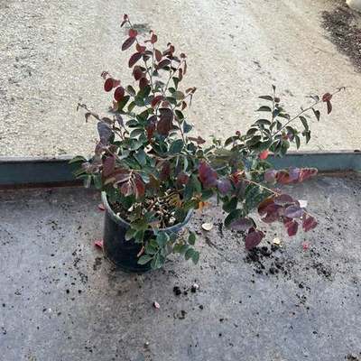 Riemenblüte (Loropetalum) 12