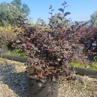 Riemenblüte (Loropetalum) 13
