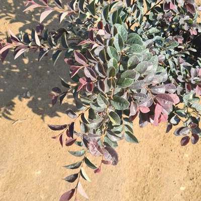 Riemenblüte (Loropetalum) 16