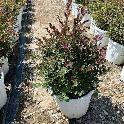 Riemenblüte (Loropetalum) 17