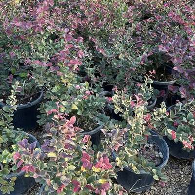 Riemenblüte (Loropetalum) 18