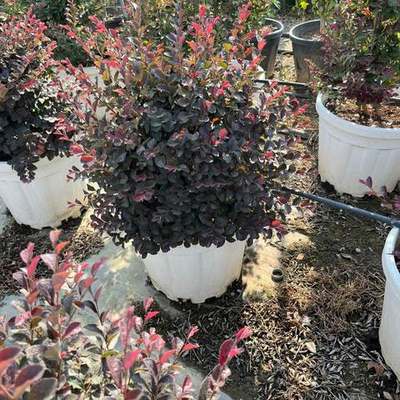Riemenblüte (Loropetalum) 19