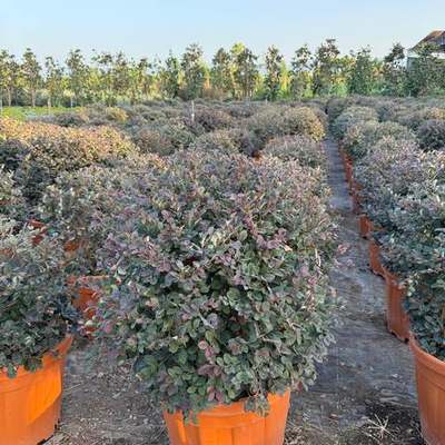 Riemenblüte (Loropetalum) 20