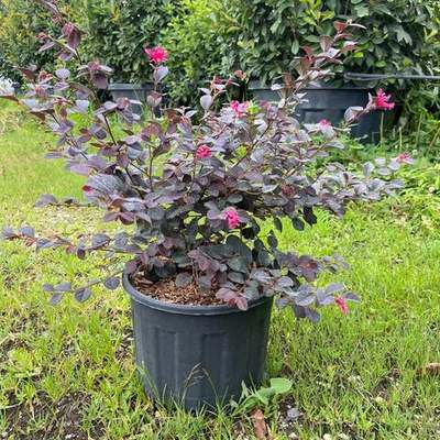 Riemenblüte (Loropetalum) 22