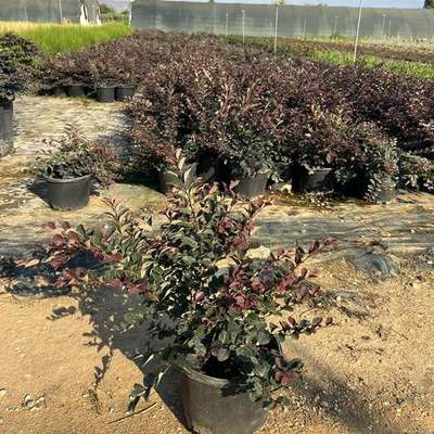 Riemenblüte (Loropetalum) 23