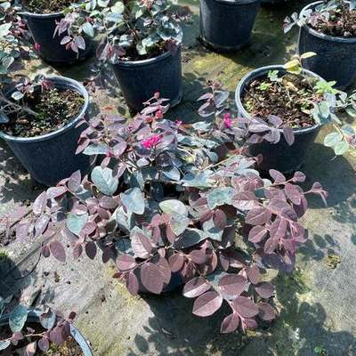 Riemenblüte (Loropetalum) 24