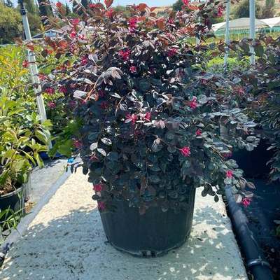 Riemenblüte (Loropetalum) 25