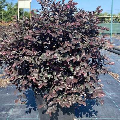 Riemenblüte (Loropetalum) 28