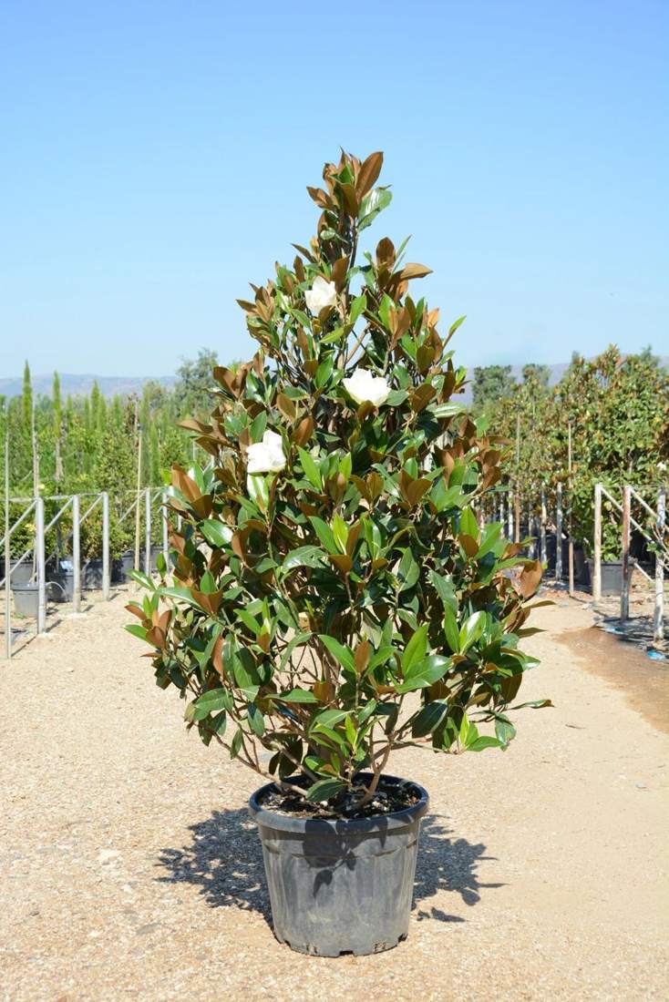Magnolia (Magnolia grandiflora, M. × soulangeana)