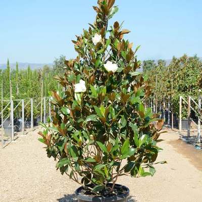 Magnolia (Magnolia grandiflora, M. × soulangeana)