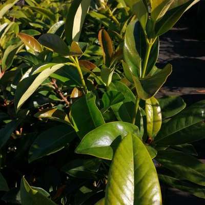 Magnolia 5