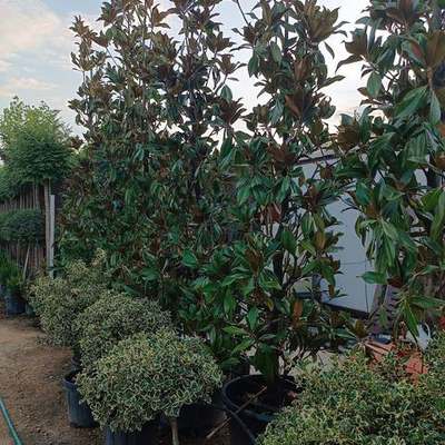 Magnolia 10