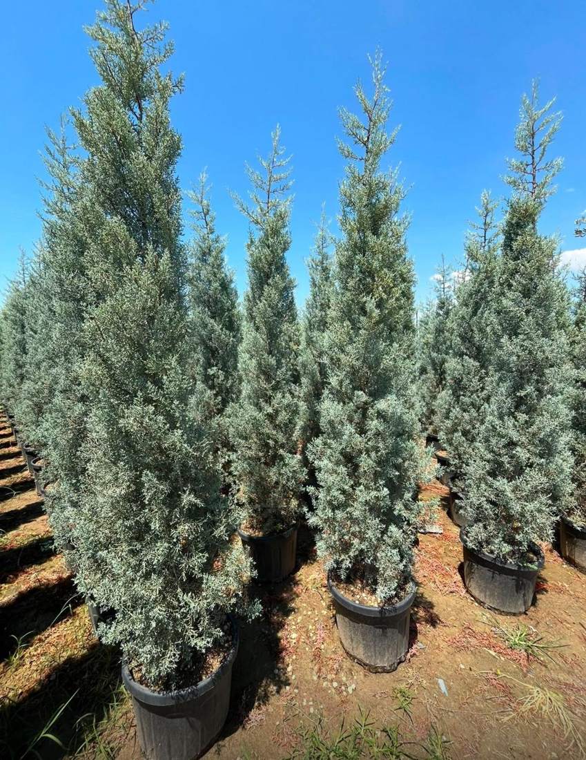 Arizona Blue Cypress (Cupressus arizonica)