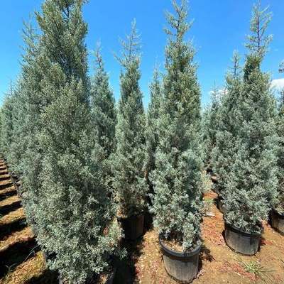 Arizona Blue Cypress (Cupressus arizonica)
