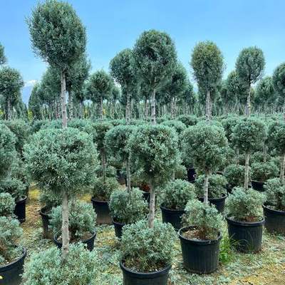 Arizona Blue Cypress 2
