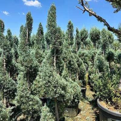 Arizona Blue Cypress 3