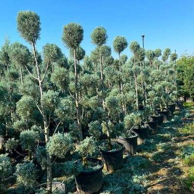 Arizona Blue Cypress 4