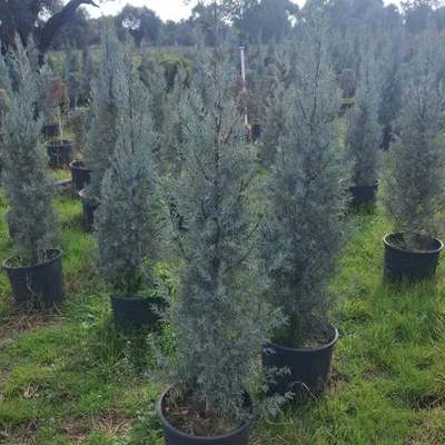 Arizona Blue Cypress 5